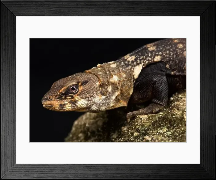 Framed Print : Balsas Spiny-tailed Iguana (Ctenosaura clarki|) Framed Print : Balsas Spiny-tailed Iguana (Ctenosaura clarki|)