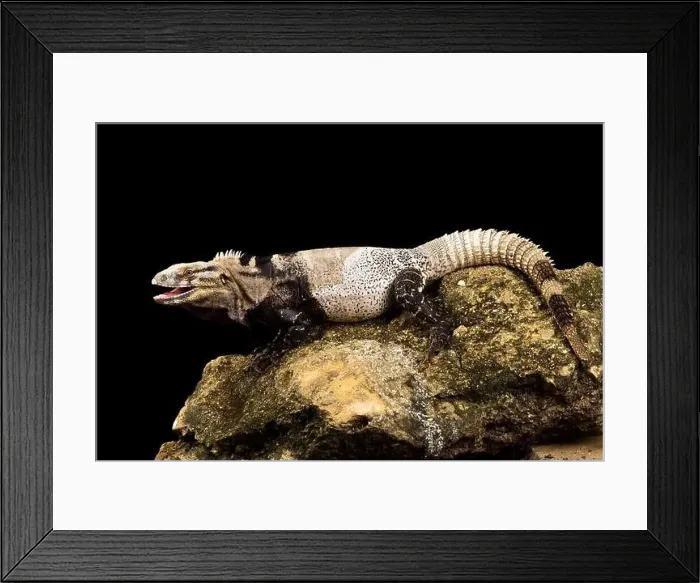 Framed Print : San Esteban iguana (Ctenosaura conspicuosa)