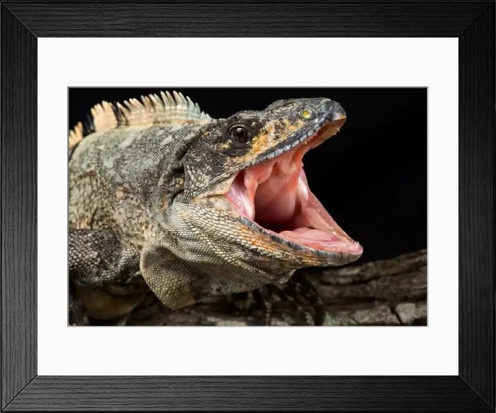 Framed Print : Black spiny-tailed iguana (Ctenosaura similis) Framed Print : Black spiny-tailed iguana (Ctenosaura similis)