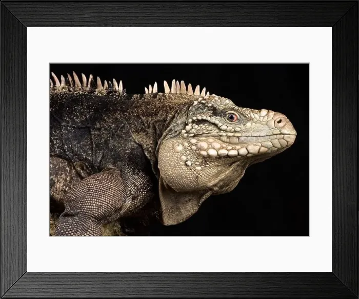 Framed Print : Lesser Caymans iguana (Cyclura nubila caymanensis) Framed Print : Lesser Caymans iguana (Cyclura nubila caymanensis)