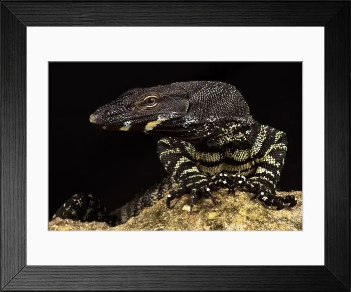 Framed Print : Lace monitor (Varanus varius) Framed Print : Lace monitor (Varanus varius)
