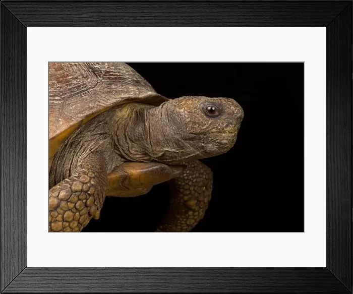 Framed Print : Gopher tortoise (Gopherus polyphemus) Framed Print : Gopher tortoise (Gopherus polyphemus)
