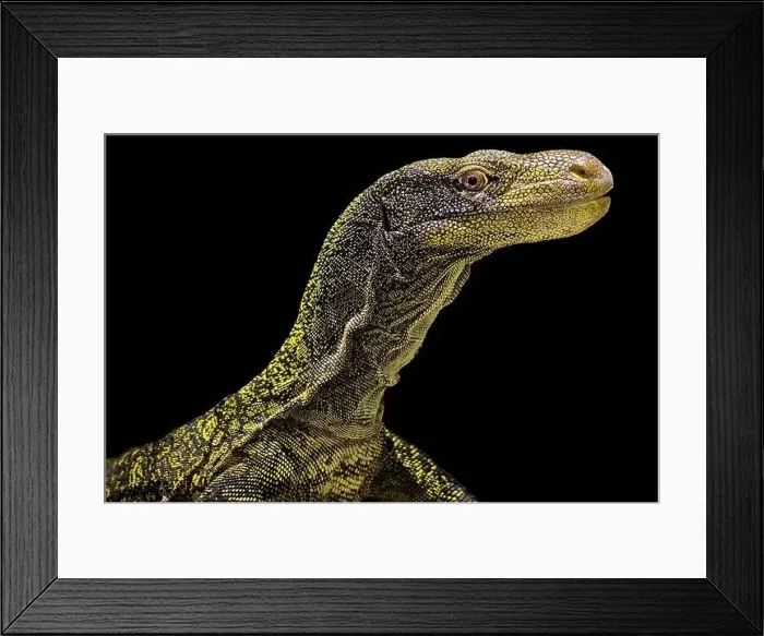 Framed Print : Crocodile monitor (Varanus salvadorii) Framed Print : Crocodile monitor (Varanus salvadorii)