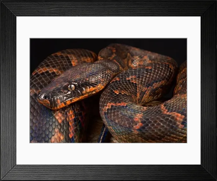 Framed Print : Dominican red mountain boa (Epicrates striatus) Framed Print : Dominican red mountain boa (Epicrates striatus)