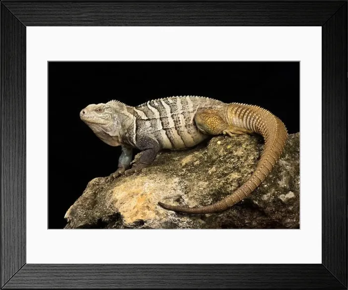 Framed Print : Hispaniolan ground iguana (Cyclura ricordi) Framed Print : Hispaniolan ground iguana (Cyclura ricordi)