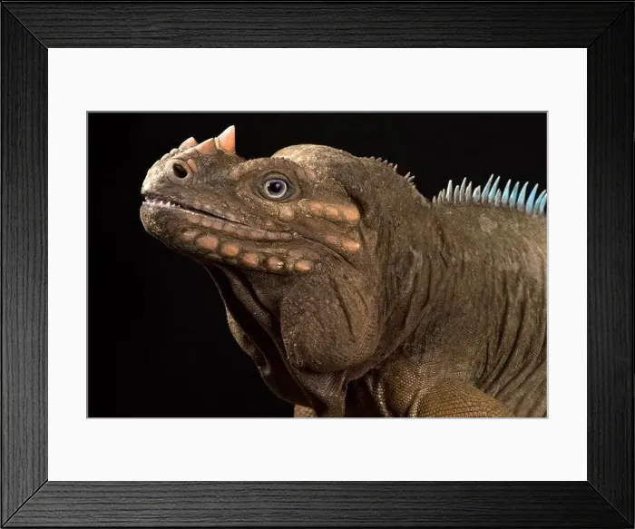 Framed Print : Hispaniolan Rhinoceros Iguana (Cyclura cornuta cornuta) Framed Print : Hispaniolan Rhinoceros Iguana (Cyclura cornuta cornuta)