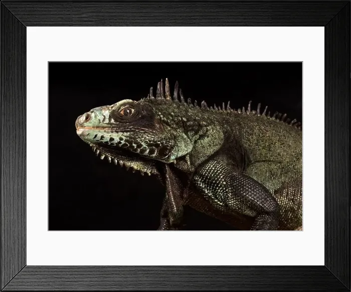 Framed Print : Sabah black iguana (Iguana iguana ssp) Framed Print : Sabah black iguana (Iguana iguana ssp)