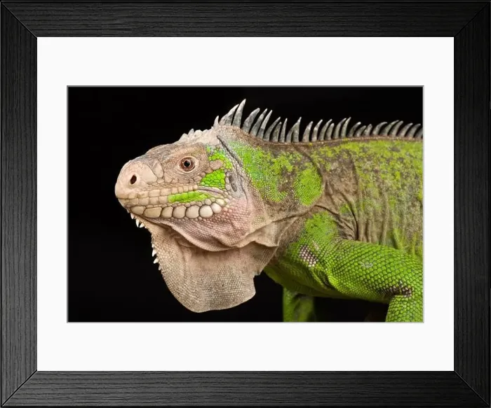 Framed Print : Lesser Antillean Iguana (Iguana delicatissima) Framed Print : Lesser Antillean Iguana (Iguana delicatissima)