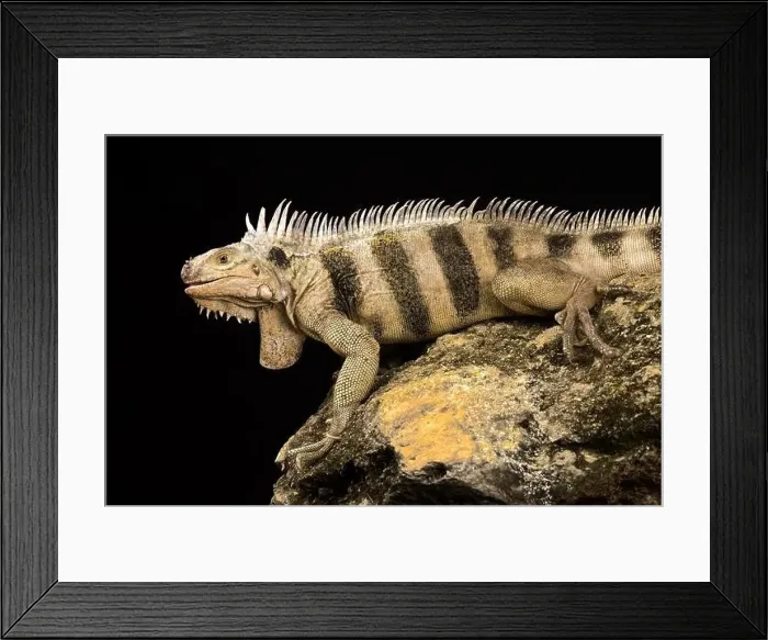 Framed Print : Saint Lucia horned iguana (Iguana iguana sanctaluciae) Framed Print : Saint Lucia horned iguana (Iguana iguana sanctaluciae)