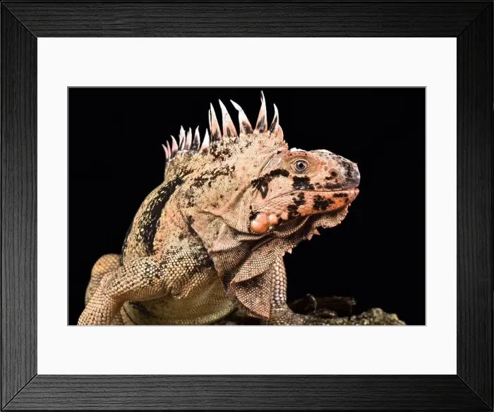 Framed Print : Grenadines pink iguana (Iguana iguana insularis) Framed Print : Grenadines pink iguana (Iguana iguana insularis)