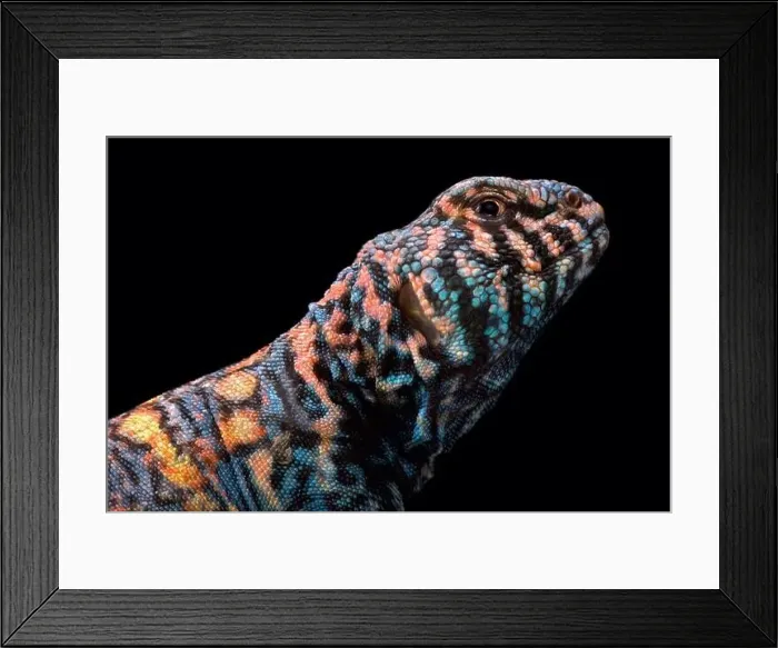 Framed Print : Ornate spiny-tailed lizard (Uromastyx ornata ornata) Framed Print : Ornate spiny-tailed lizard (Uromastyx ornata ornata)
