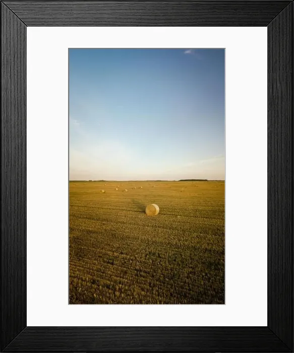 Framed Print : Agricultural field full of hay rolls during warm summer sunset Framed Print : Agricultural field full of hay rolls during warm summer sunset