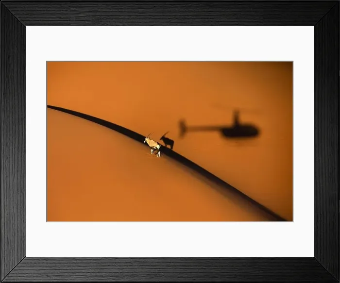 Framed Print : Solitary oryx standing on a sand dune in Sossusvlei desert during sunset with the shadow of a helicopter showing next Framed Print : Solitary oryx standing on a sand dune in Sossusvlei desert during sunset with the shadow of a helicopter showing next