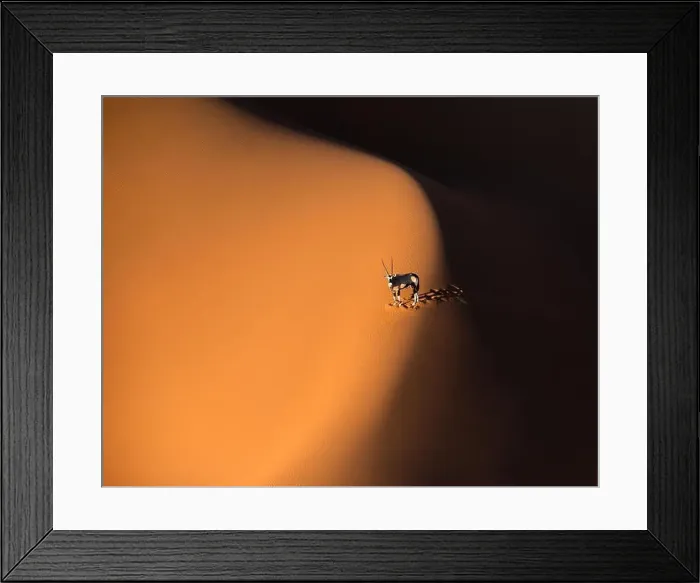 Framed Print : Solitary oryx standing on a sand dune in Sossusvlei desert during sunset on the edge of shadowy and light sand