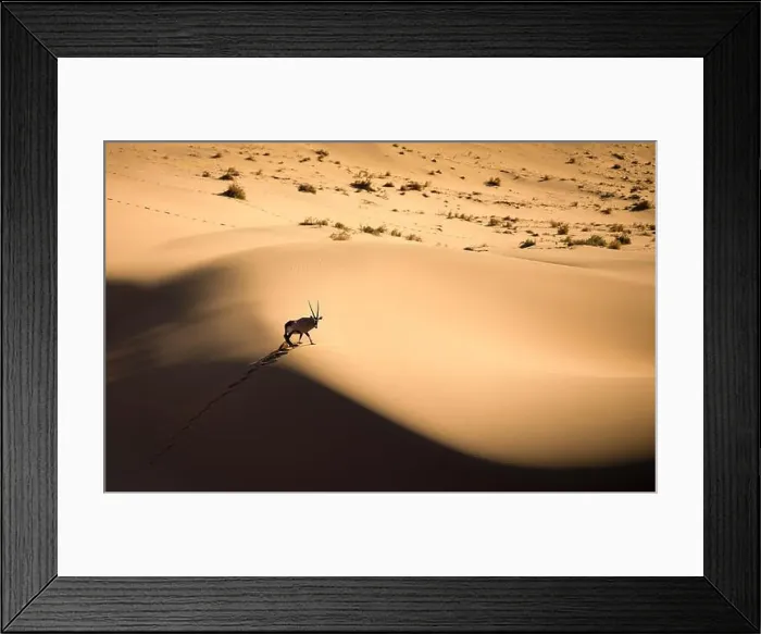 Framed Print : Solitary oryx standing on a sand dune in Sossusvlei desert during sunset on the edge of shadowy and light sand