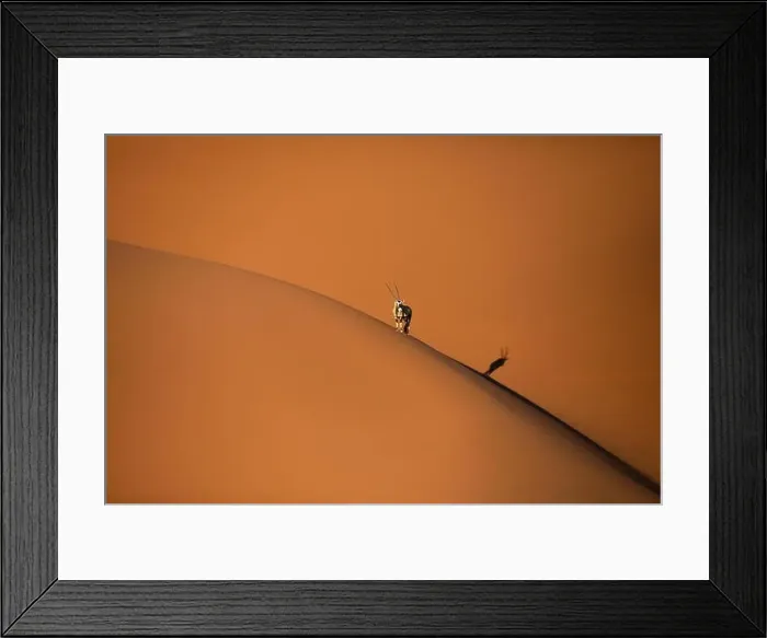 Framed Print : Solitary oryx standing on a sand dune in Sossusvlei desert during sunset on the edge of shadowy and light sand Framed Print : Solitary oryx standing on a sand dune in Sossusvlei desert during sunset on the edge of shadowy and light sand