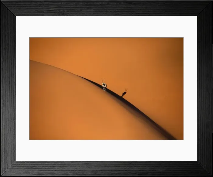 Framed Print : Solitary oryx standing on a sand dune in Sossusvlei desert during sunset on the edge of shadowy and light sand Framed Print : Solitary oryx standing on a sand dune in Sossusvlei desert during sunset on the edge of shadowy and light sand