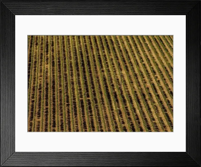 Framed Print : Aerial view of a vineyard hills in sunny day. Row of beautiful grape yard Framed Print : Aerial view of a vineyard hills in sunny day. Row of beautiful grape yard