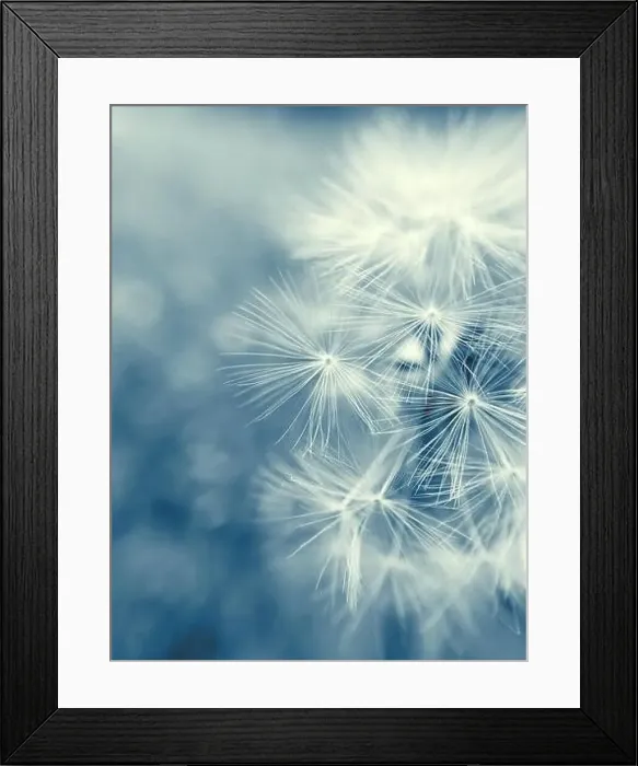 Framed Print : Dandelion seeds Framed Print : Dandelion seeds