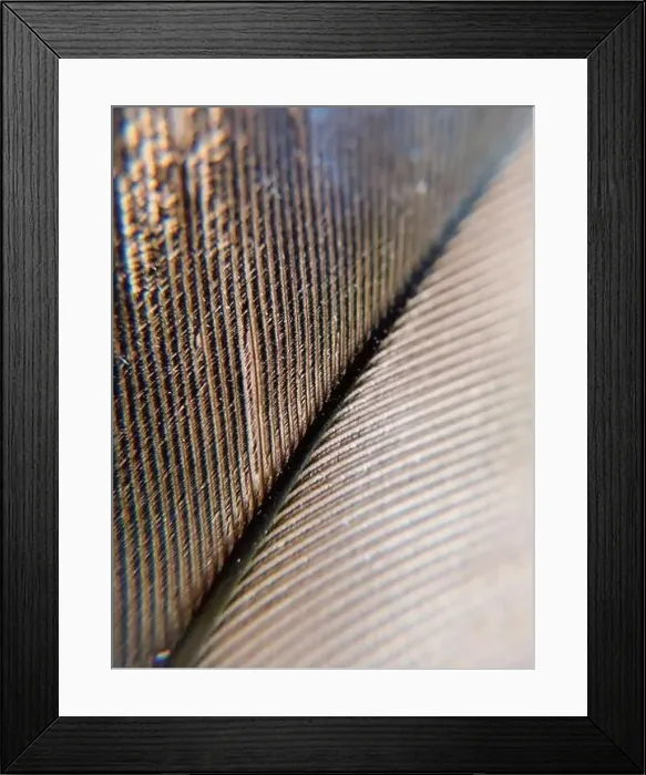 Framed Print : Feather up close Framed Print : Feather up close