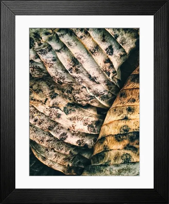 Framed Print : Macro photo of dried leaves