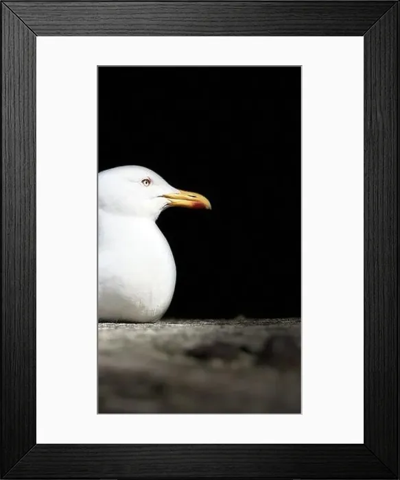 Framed Print : Herring gull, Larus argentatus, resting on the sea wall Framed Print : Herring gull, Larus argentatus, resting on the sea wall