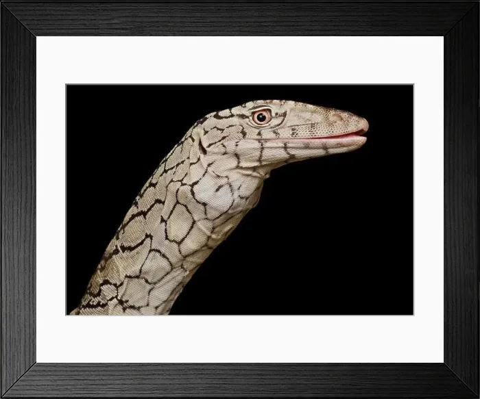 Framed Print : Perentie (Varanus giganteus) Framed Print : Perentie (Varanus giganteus)