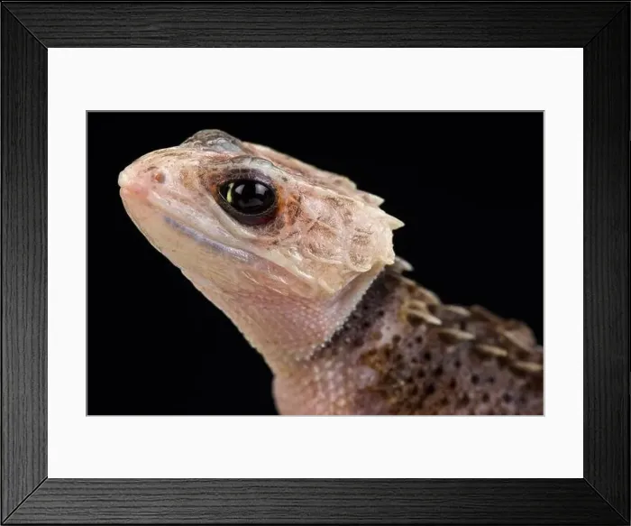 Framed Print : Red-eyed crocodile skink (Tribolonotus gracilis) Framed Print : Red-eyed crocodile skink (Tribolonotus gracilis)