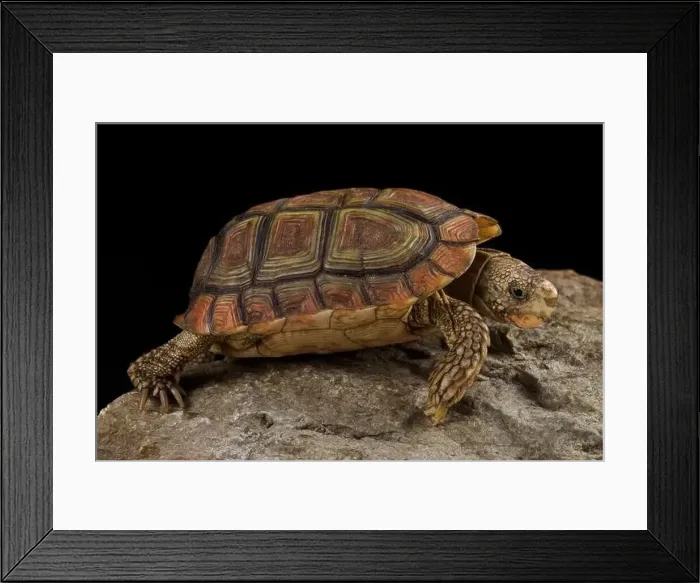 Framed Print : Parrot-beaked tortoise (Homopus areolatus) Framed Print : Parrot-beaked tortoise (Homopus areolatus)