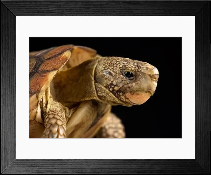 Framed Print : Parrot-beaked tortoise (Homopus areolatus) Framed Print : Parrot-beaked tortoise (Homopus areolatus)