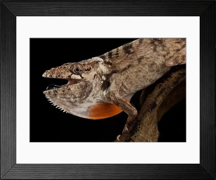 Framed Print : Gran piedro giant anole (Chamaeleolis sp.) Framed Print : Gran piedro giant anole (Chamaeleolis sp.)