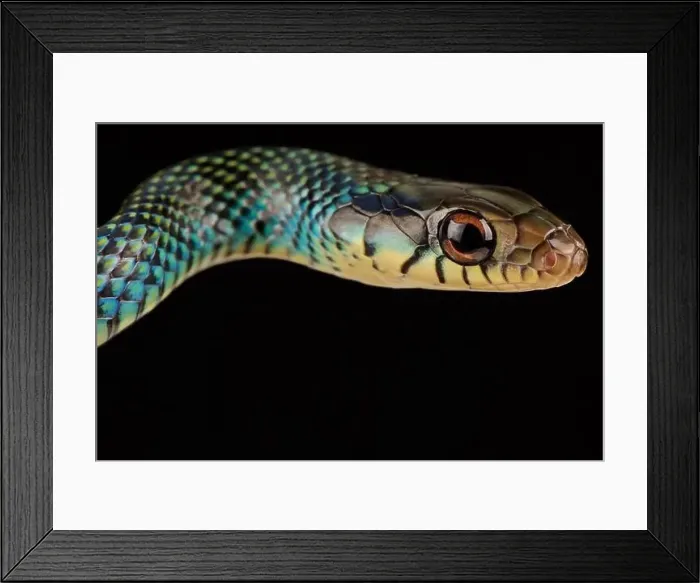 Framed Print : Speckled racer (Drymobius margaritiferus margaritiferus)