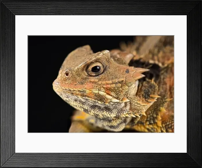 Framed Print : Mexican Plateau horned lizard(Phrynosoma orbiculare cortezii) Framed Print : Mexican Plateau horned lizard(Phrynosoma orbiculare cortezii)