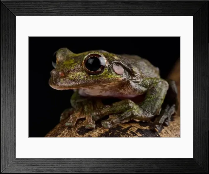 Framed Print : Fairy tree frog (Charadrahyla chaneque) Framed Print : Fairy tree frog (Charadrahyla chaneque)