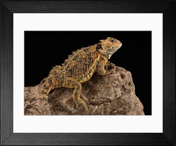 Framed Print : Mountain horned lizard(Phrynosoma orbiculare cortezii) Framed Print : Mountain horned lizard(Phrynosoma orbiculare cortezii)