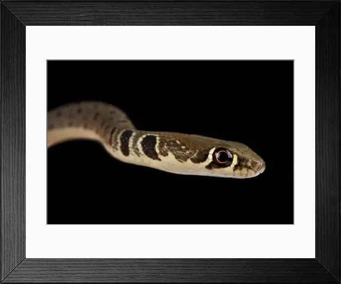 Framed Print : Dahl's whip snake (Platyceps najadum) Framed Print : Dahl's whip snake (Platyceps najadum)