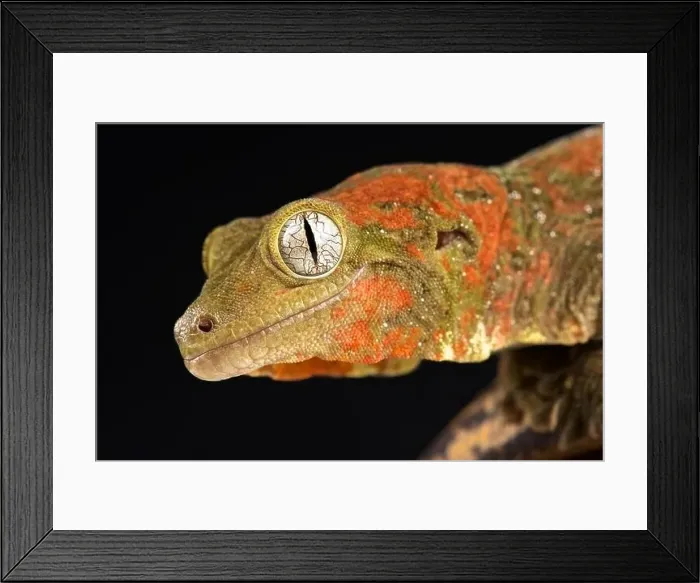 Framed Print : Mossy New Caledonian gecko (Mniarogekko chahoua) Framed Print : Mossy New Caledonian gecko (Mniarogekko chahoua)