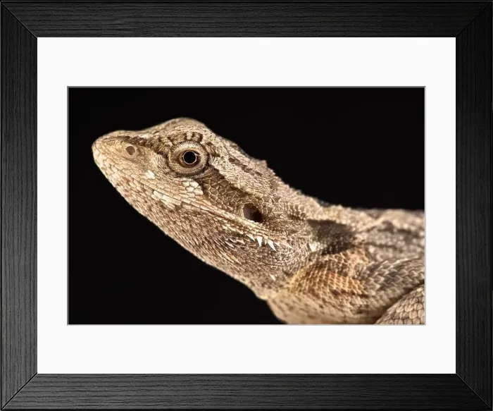 Framed Print : Western bearded dragon (Pogona minor minor) Framed Print : Western bearded dragon (Pogona minor minor)