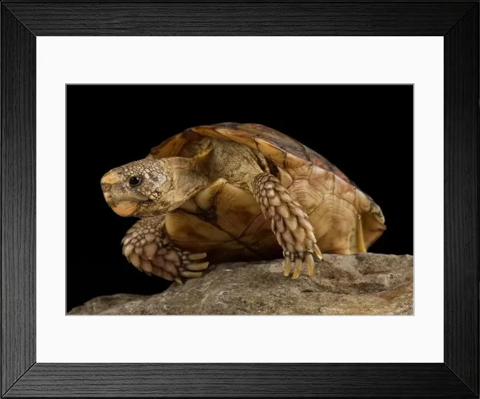 Framed Print : Parrot-beaked tortoise (Homopus areolatus) Framed Print : Parrot-beaked tortoise (Homopus areolatus)