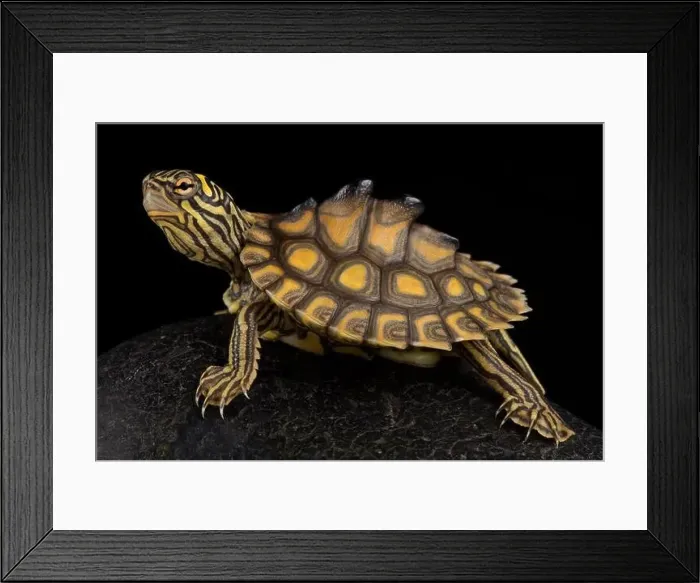 Framed Print : Yellow-blotched map turtle (Graptemys flavimaculata) Framed Print : Yellow-blotched map turtle (Graptemys flavimaculata)