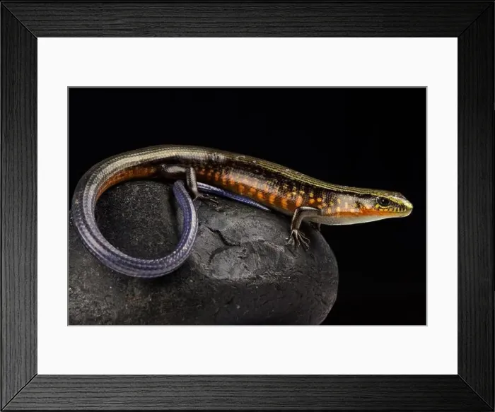 Framed Print : Ingrid's Galliwasp (Celestus ingridae)