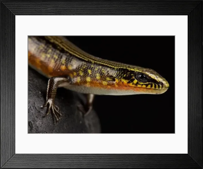 Framed Print : Ingrid's Galliwasp (Celestus ingridae) Framed Print : Ingrid's Galliwasp (Celestus ingridae)
