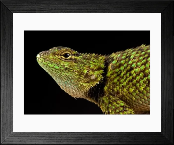 Framed Print : Mail-snouted Spiny Lizard (Sceloporus internasalis) Framed Print : Mail-snouted Spiny Lizard (Sceloporus internasalis)