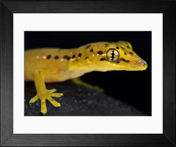 Framed Print : Polillo false gecko (Pseudogekko smaragdinus) Framed Print : Polillo false gecko (Pseudogekko smaragdinus)