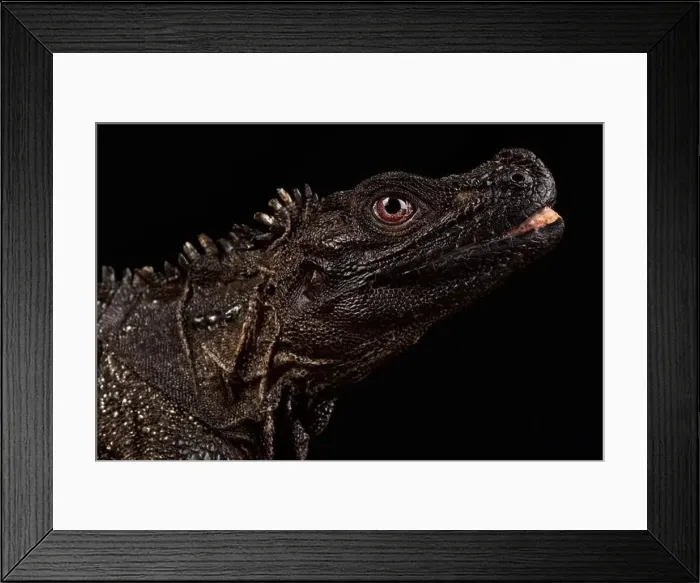 Framed Print : Ambon sailfin lizard (Hydrosaurus amboinensis) Framed Print : Ambon sailfin lizard (Hydrosaurus amboinensis)