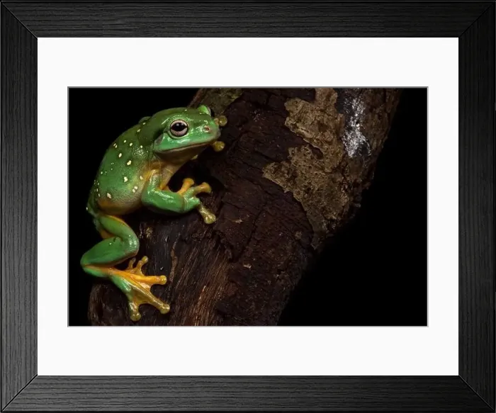 Framed Print : Magnificent tree frog (Litoria splendida) Framed Print : Magnificent tree frog (Litoria splendida)