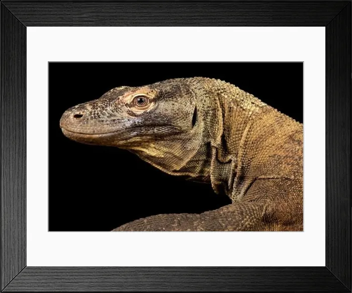 Framed Print : Komodo dragon (Varanus komodoensis) Framed Print : Komodo dragon (Varanus komodoensis)