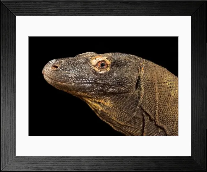 Framed Print : Komodo dragon (Varanus komodoensis) Framed Print : Komodo dragon (Varanus komodoensis)