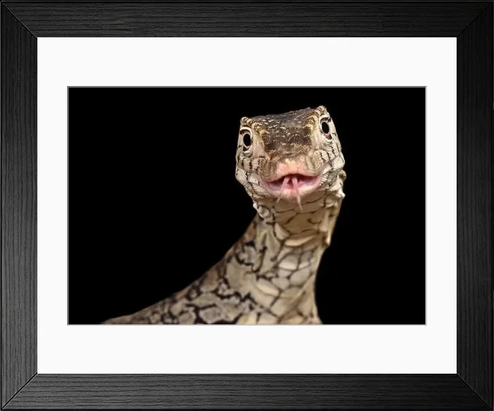 Framed Print : The Perentie (Varanus giganteus) is the biggest lizard species of Australia and one of the biggest in the world Framed Print : The Perentie (Varanus giganteus) is the biggest lizard species of Australia and one of the biggest in the world