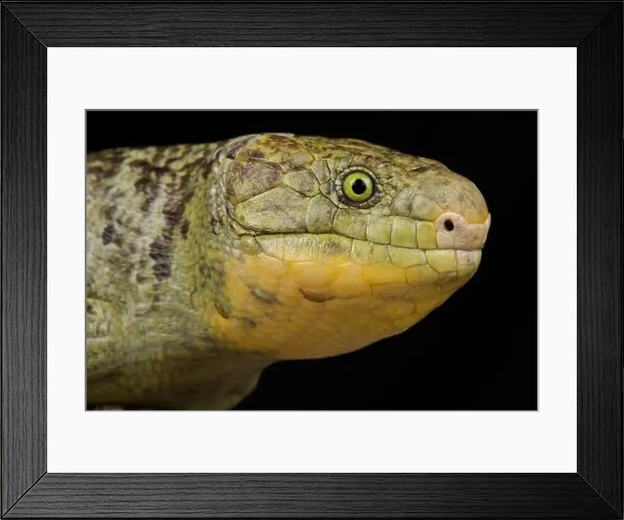 Framed Print : Monkey-tailed skink (Corucia zebrata zebrata) Framed Print : Monkey-tailed skink (Corucia zebrata zebrata)